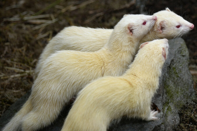 Albino Frettchen Gruppe